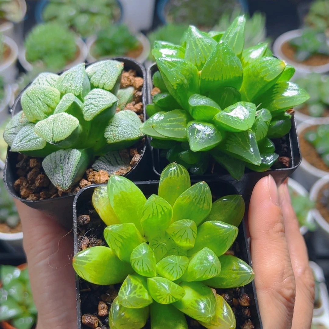 苏州玉露+磨面+姬寿多肉多肉