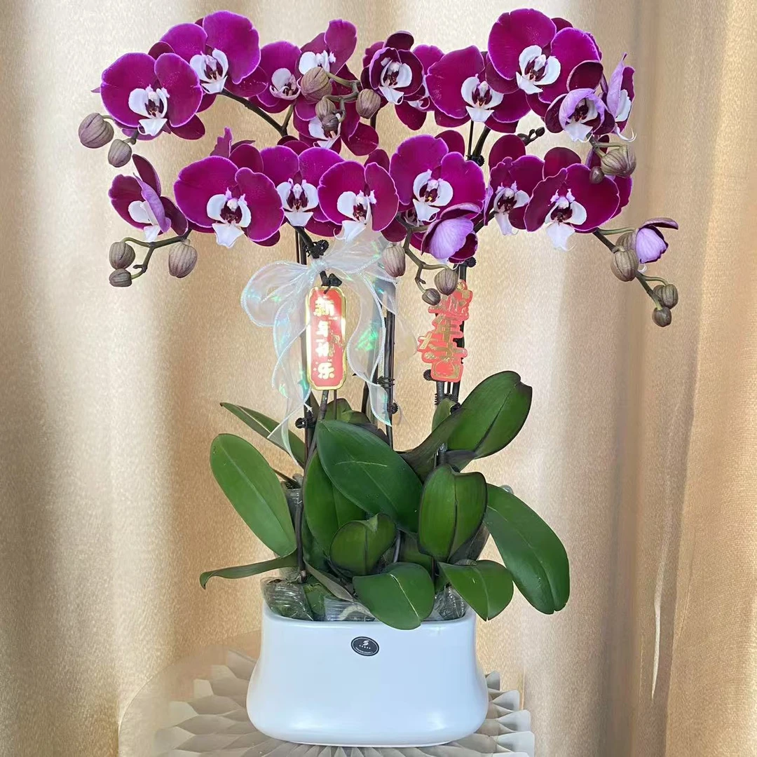 （半亩花坊）米歇尔 欧洲进口蝴蝶兰  观赏花卉 现货发货真花观赏