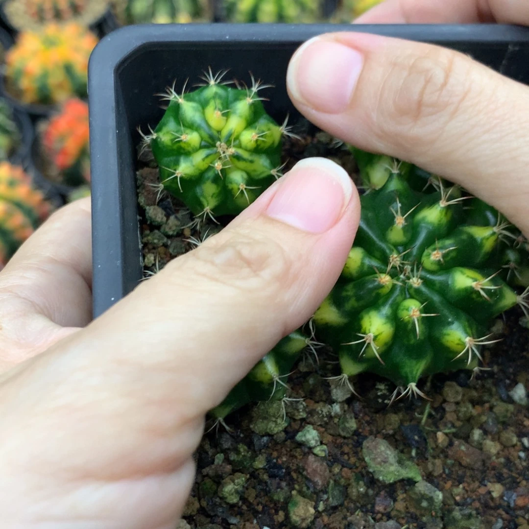 ～***妈仙人球米哈牡丹锦