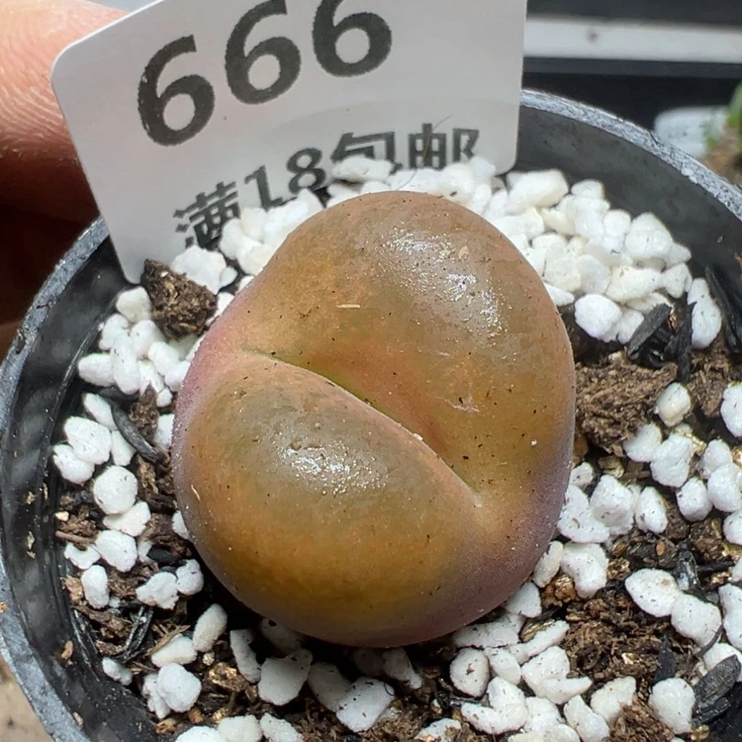 【闪购商品】 666。