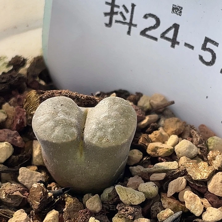 24-57磁铁多肉植物