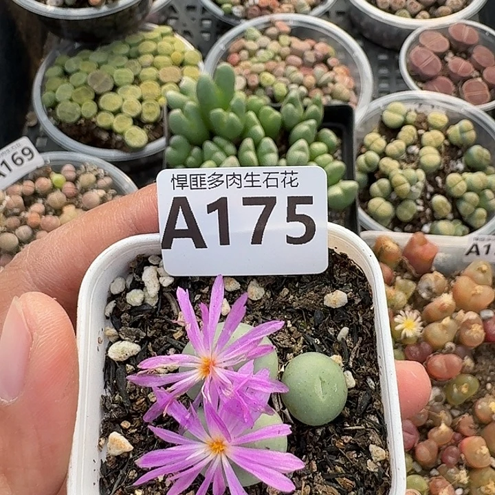 175多肉植物多肉植物