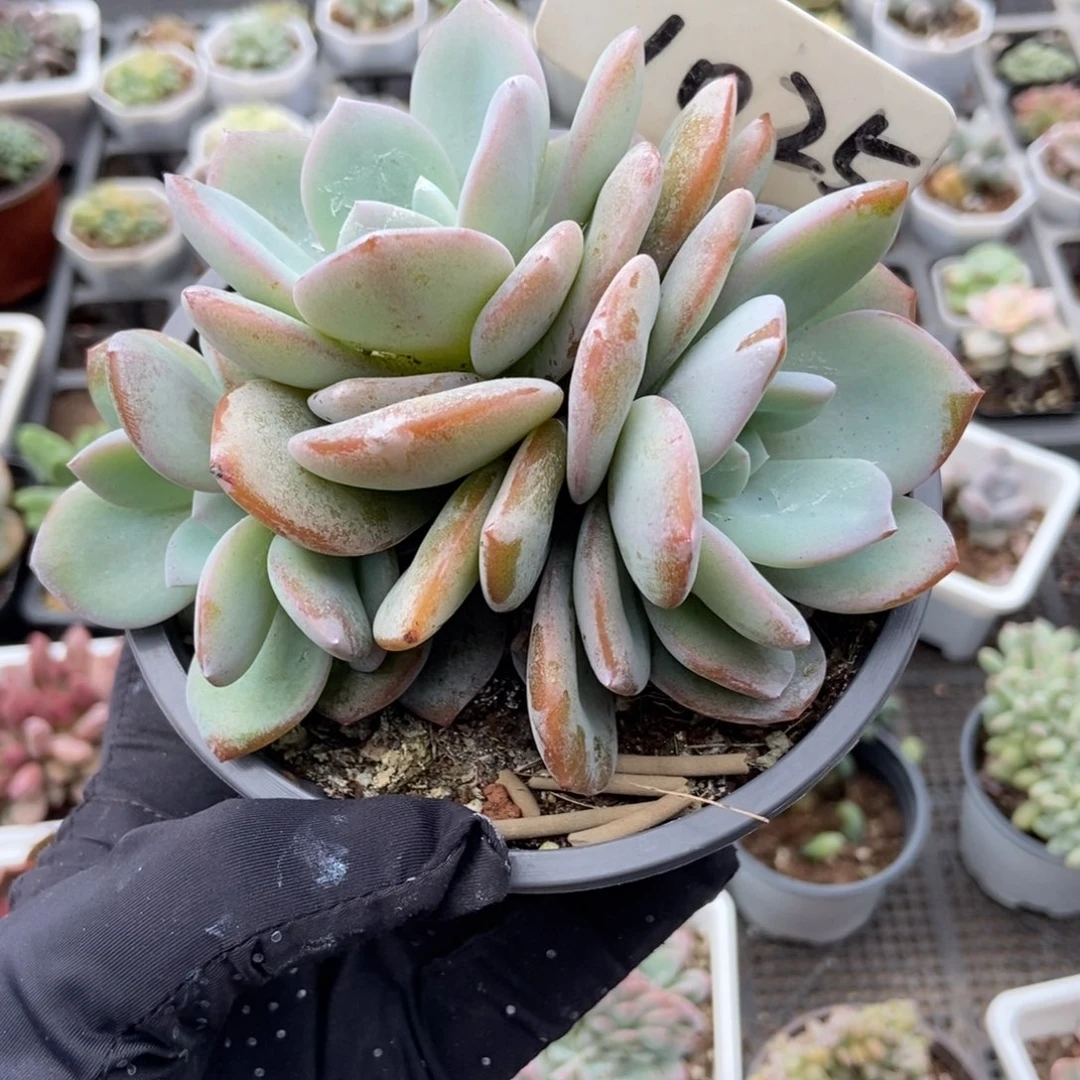 1025奶茶多肉植物