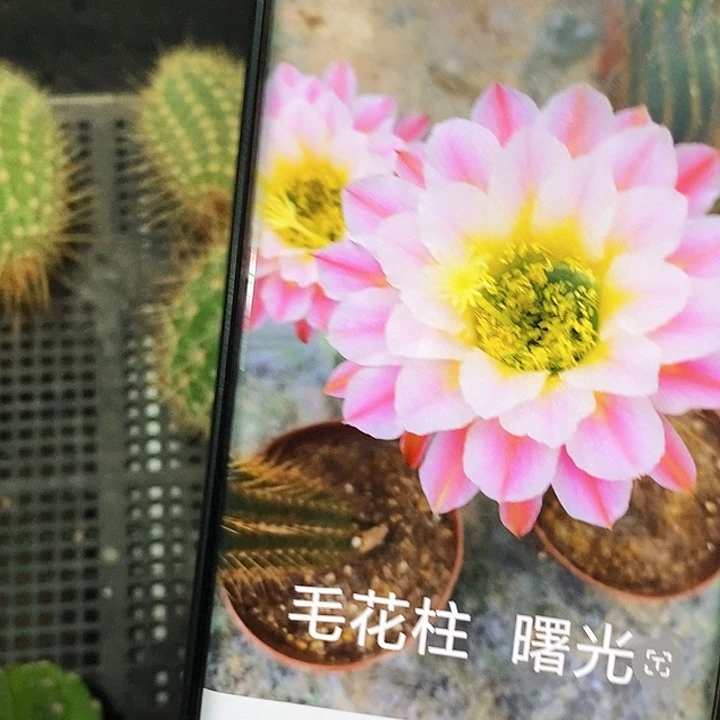 毛 曙光/侧芽歪20包邮/