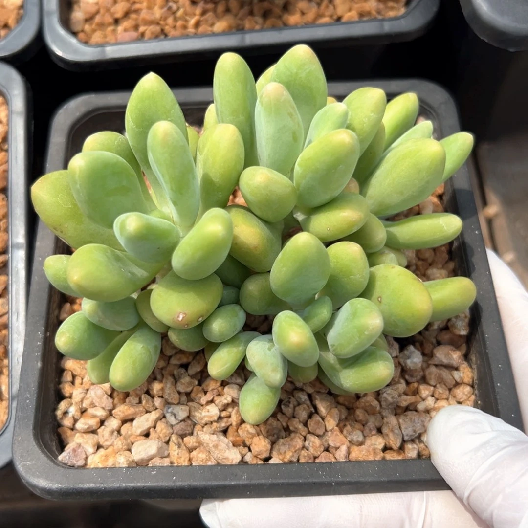 无花朵芒果奶111111111