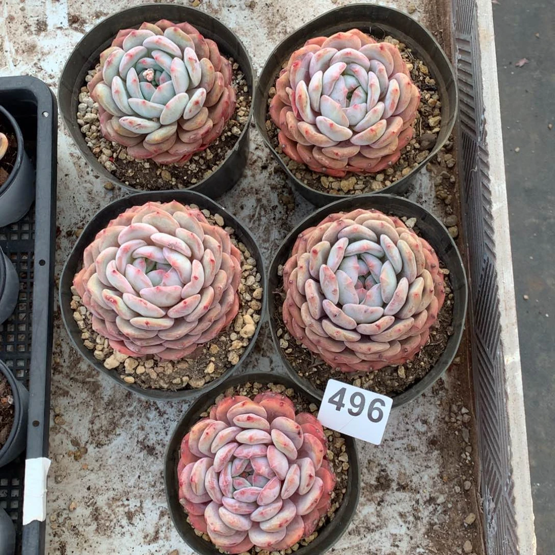 496橙子多肉植物组合