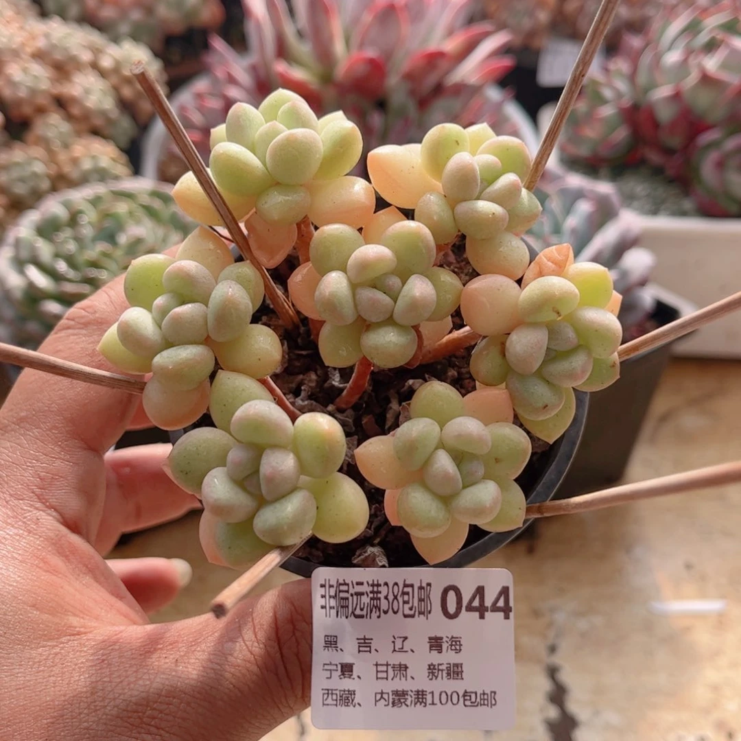 044奶油糖德华多肉