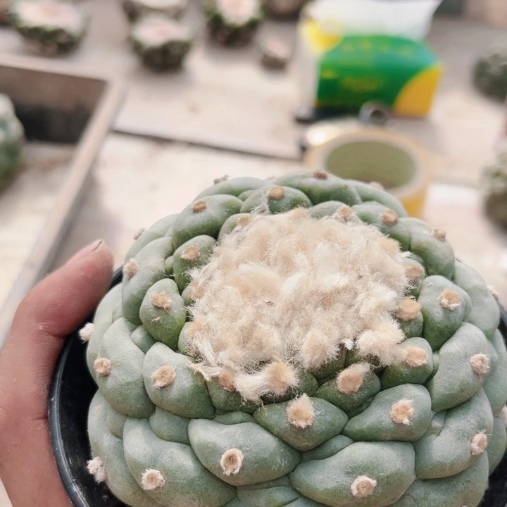 草球落地仙人球开花