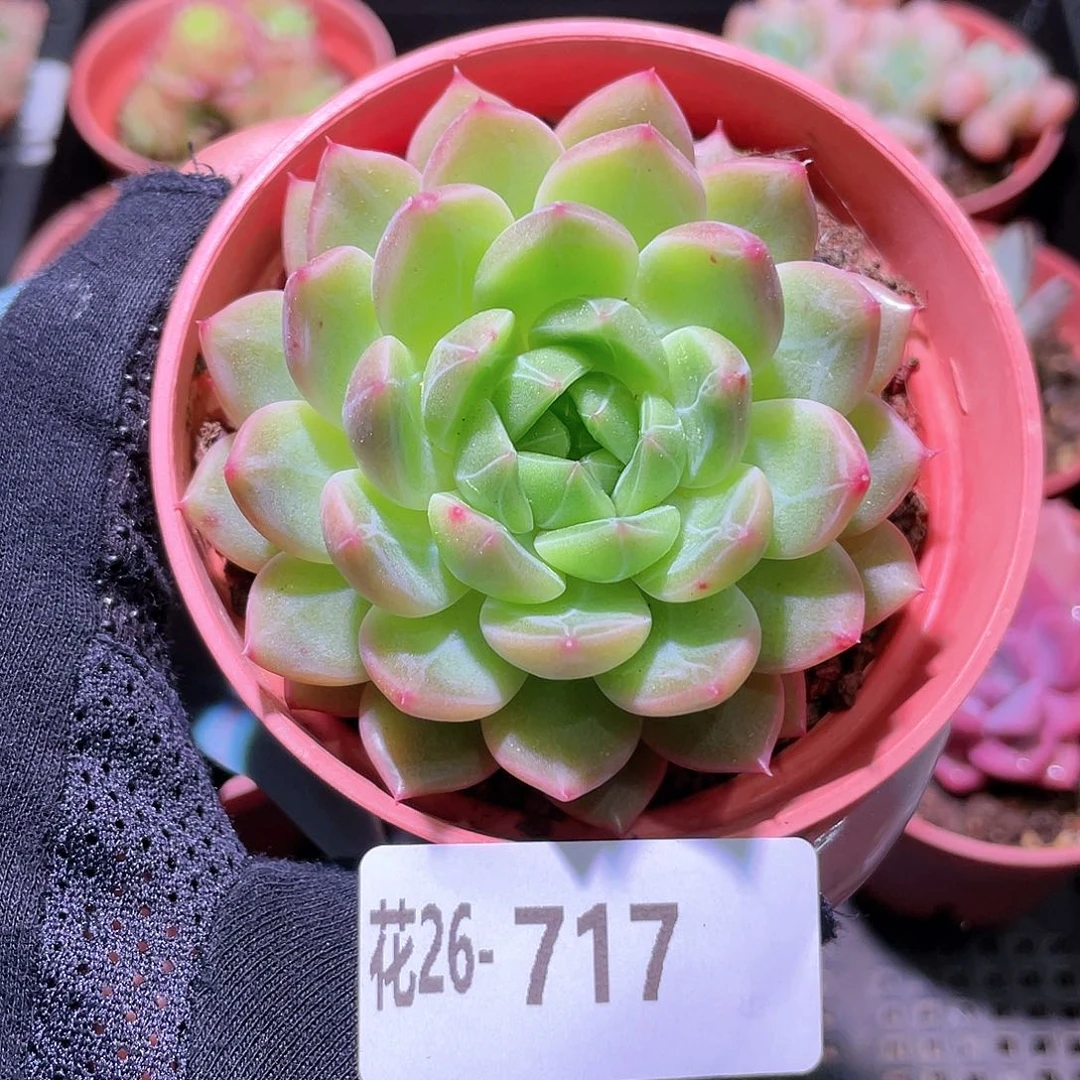 花利美26-717新品