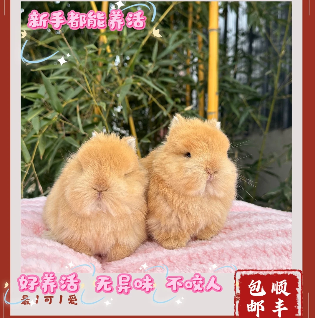 （小波比）精选宠物兔小体型侏儒兔荷兰迷你茶杯兔活体垂耳兔