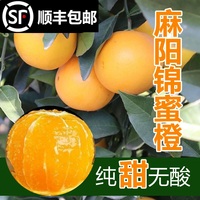 [发顺丰]正宗湖南怀化麻阳锦蜜冰糖橙新鲜当季现摘水果带箱5斤