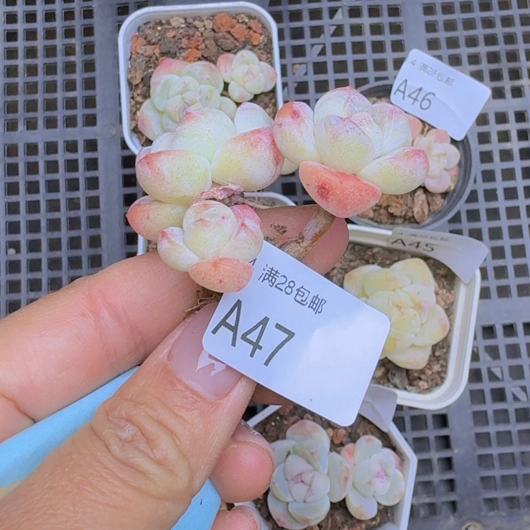 杆子冰玉3头一颗脱土
