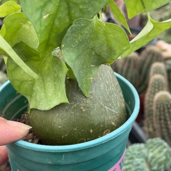 当前无花栽培后可以开花实生新叶睡布袋