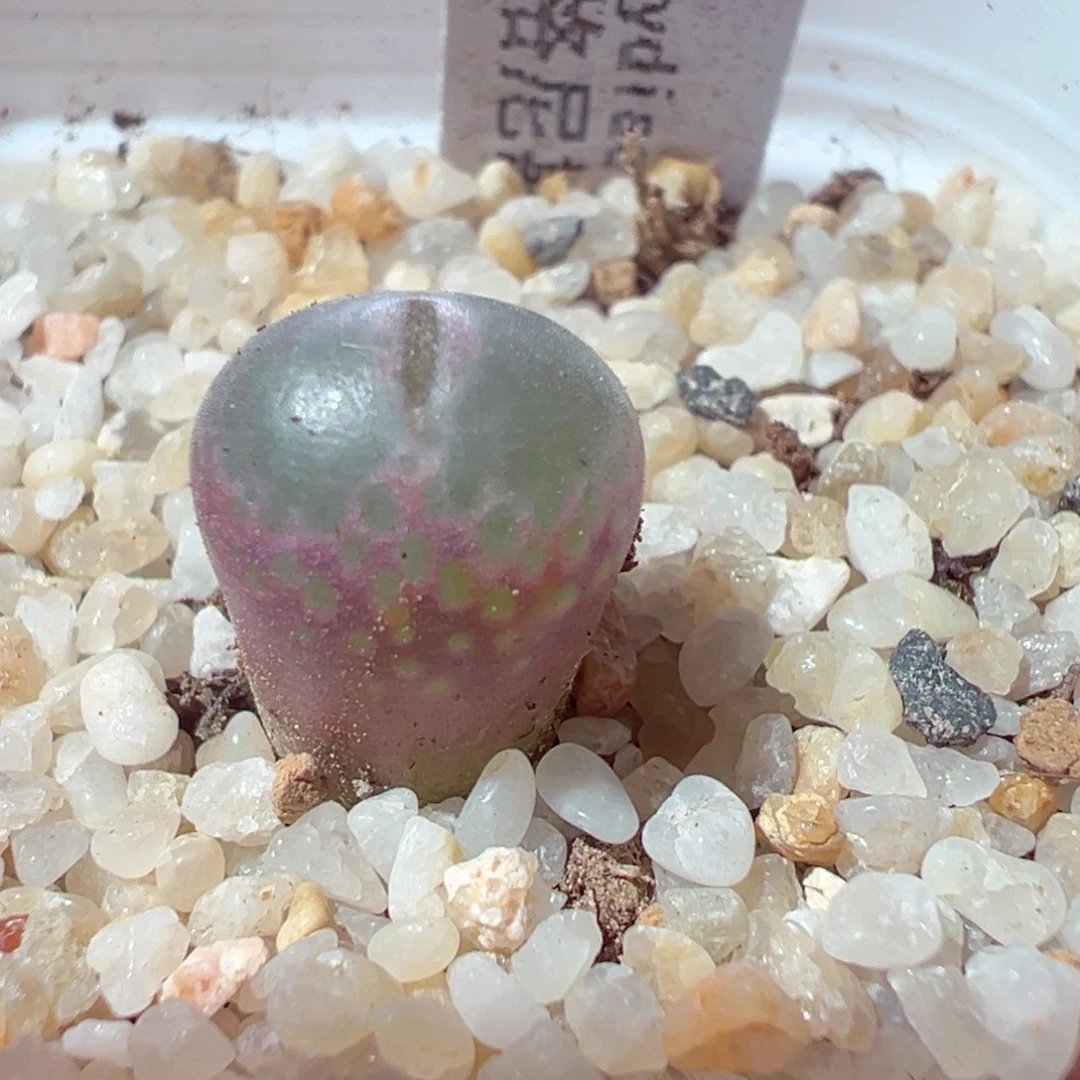 1231-602多肉多日安格尼斯