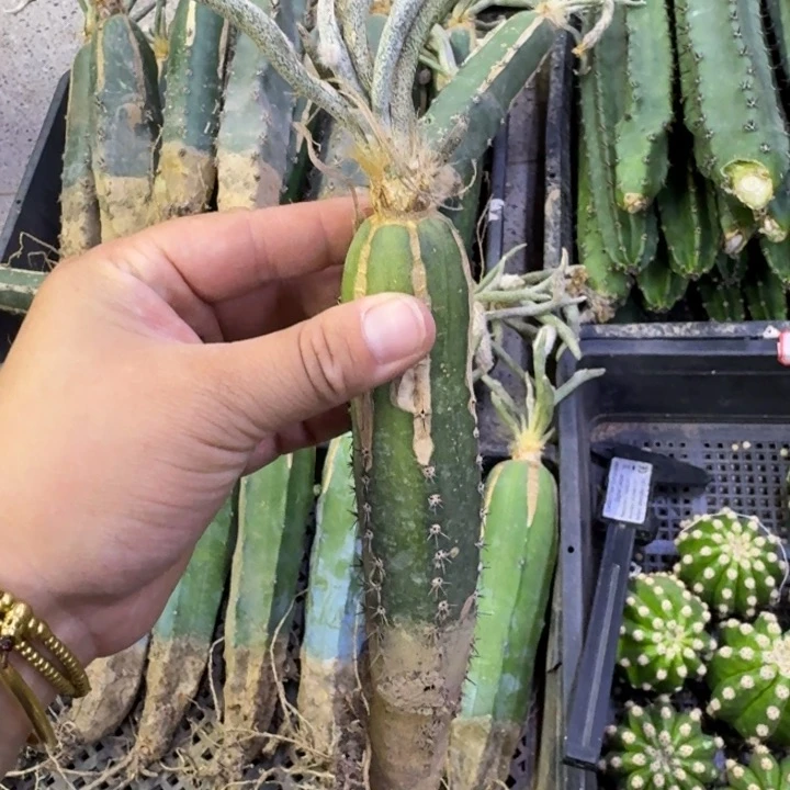 黑刺秀普嫁接美杜莎脱土发货掉枝条无售后斑