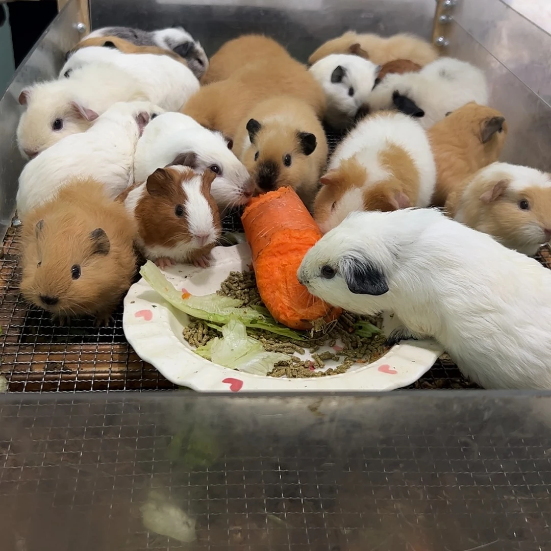 黄色加州弟弟328可爱