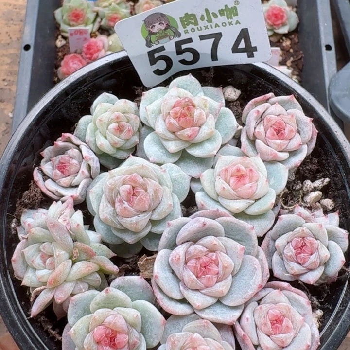 多肉植物多肉植物