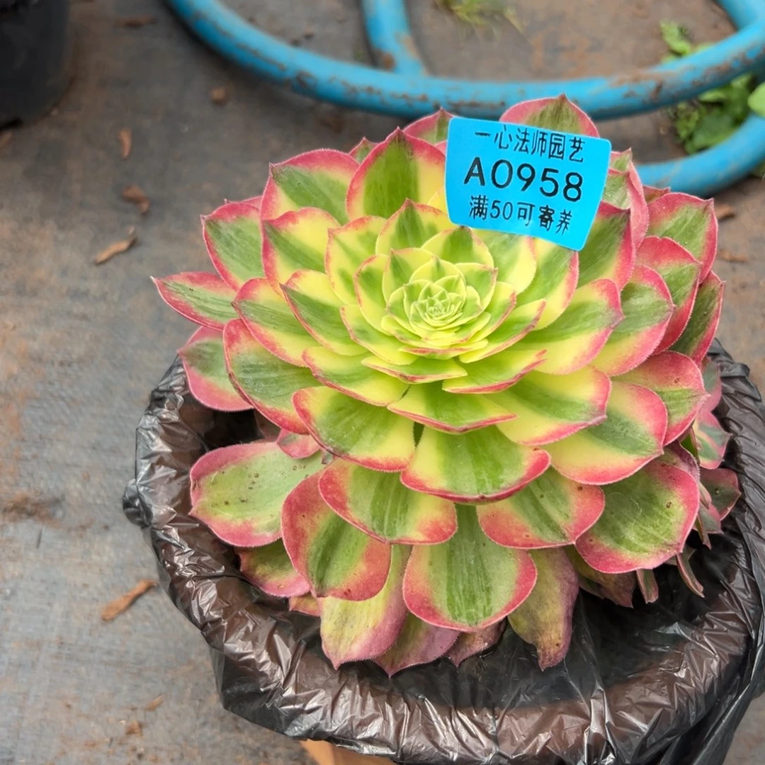 0958多肉植物海王