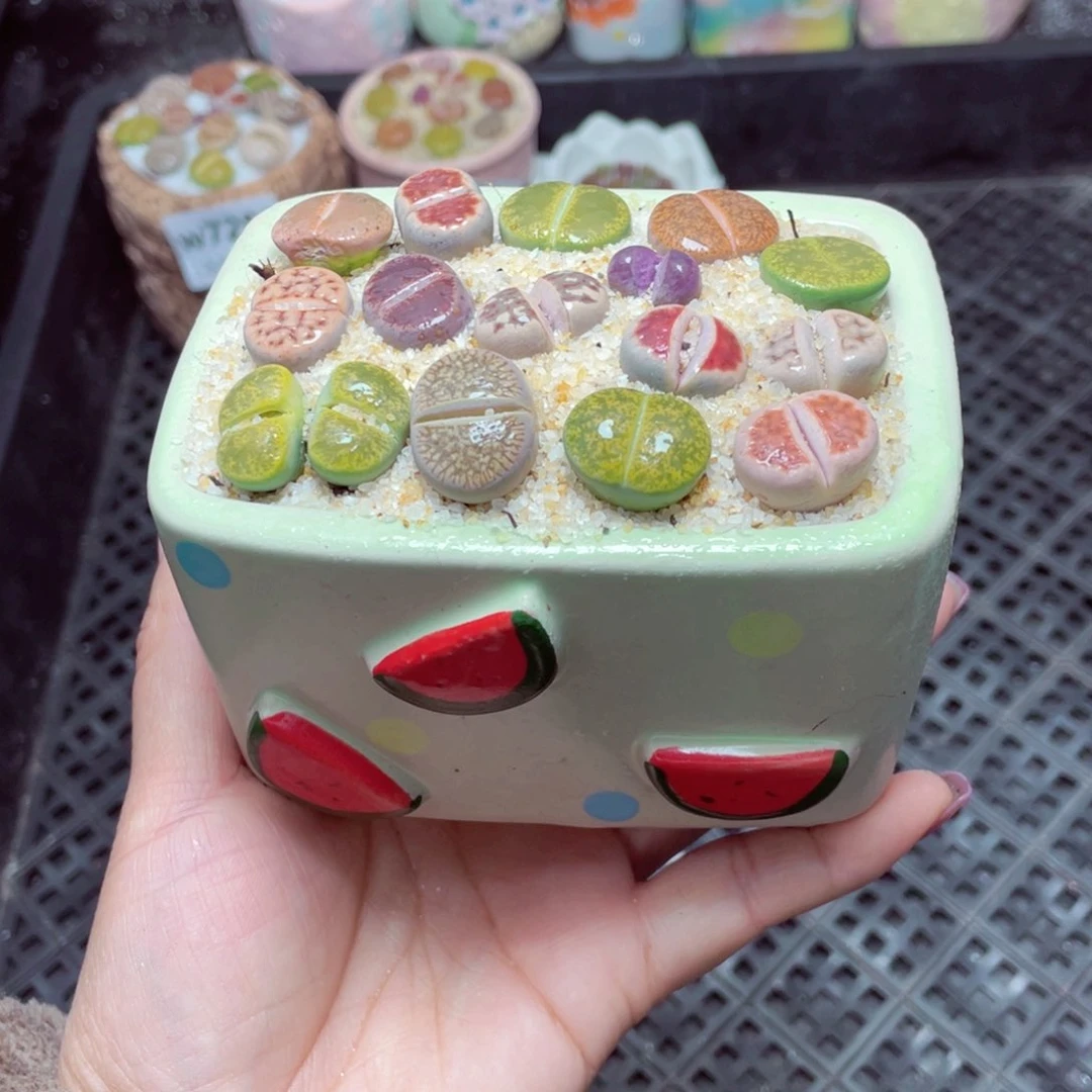 w7291 -零下地区拍保温箱-15支持寄养