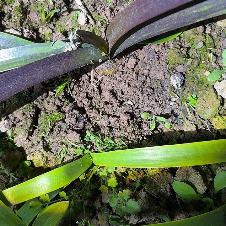 盲盒3.7厘米朱顶红可寄养