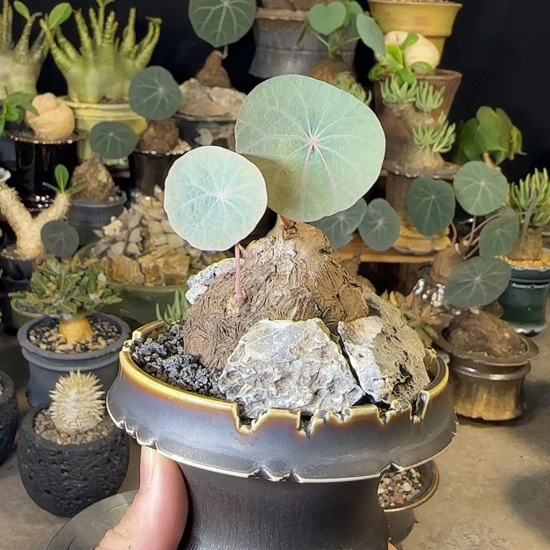 一物一拍老家一叶龟71