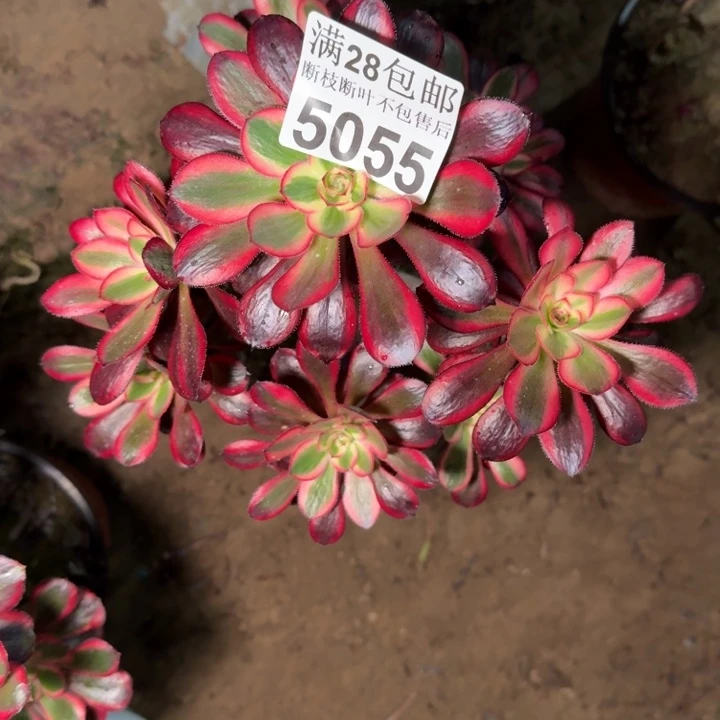5055香奈儿多肉植物