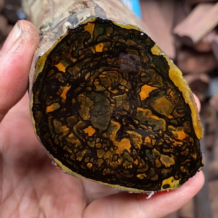 黄花梨/降香黄檀爱*