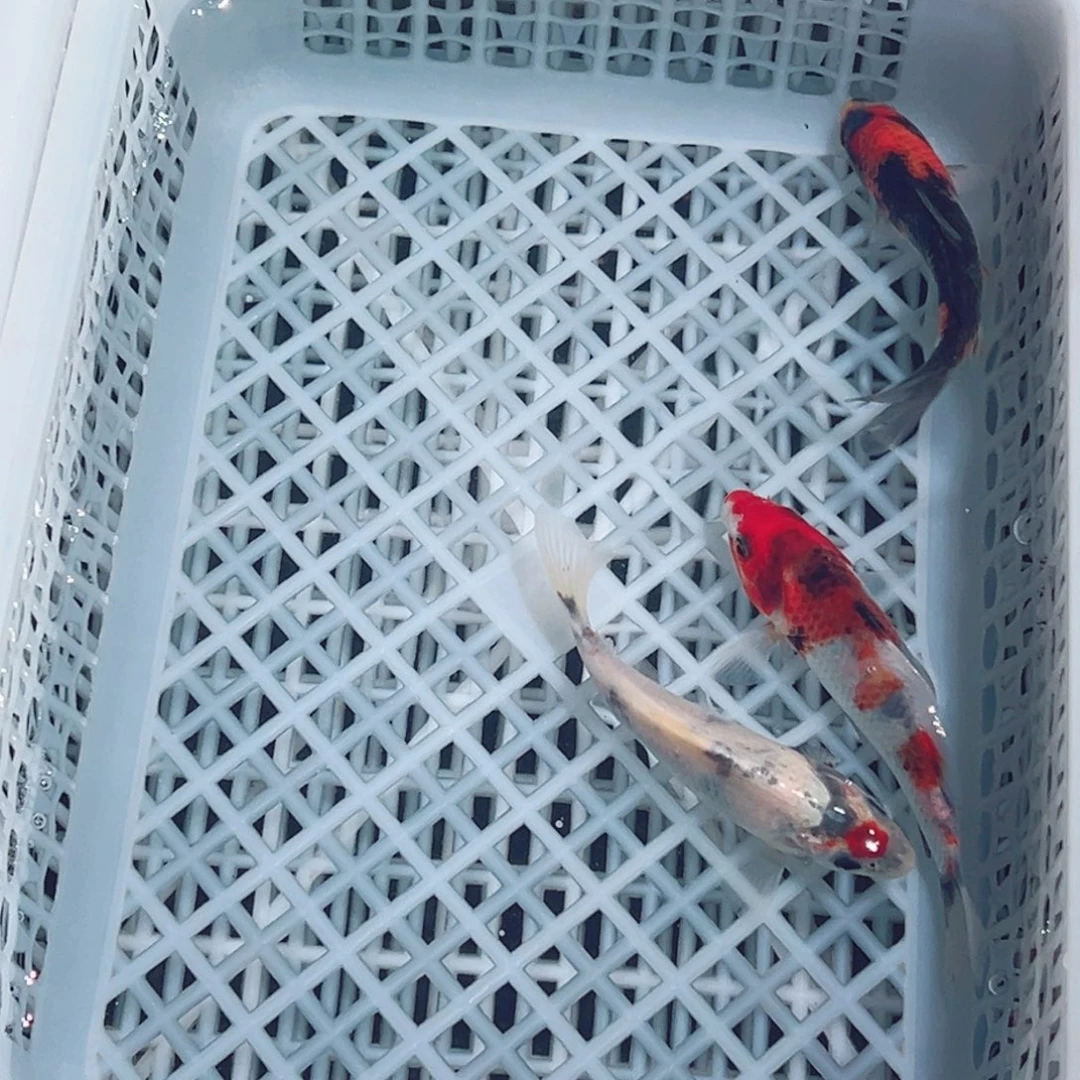 锦鲤锦鲤观赏鱼1111