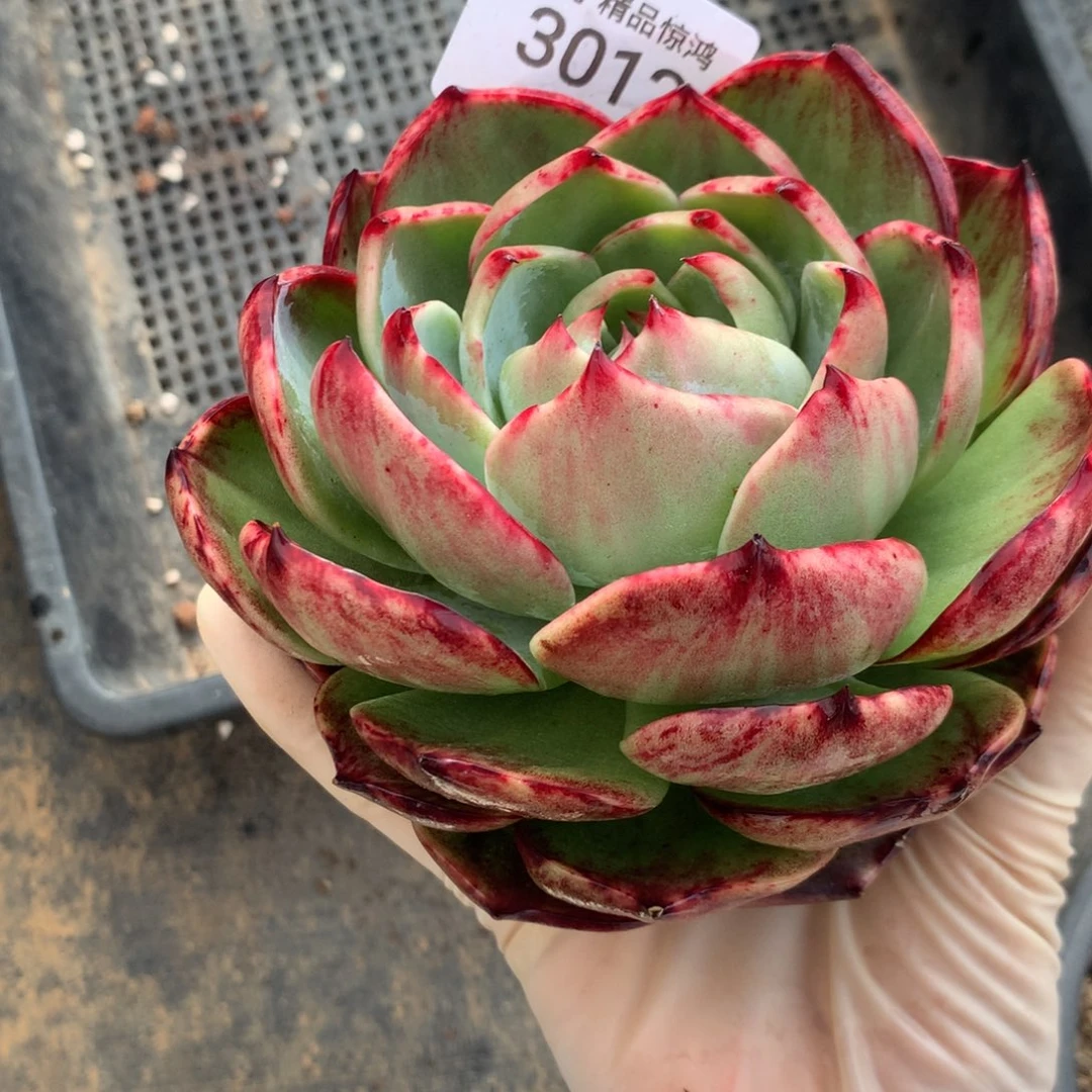 3012一物一拍12厘米