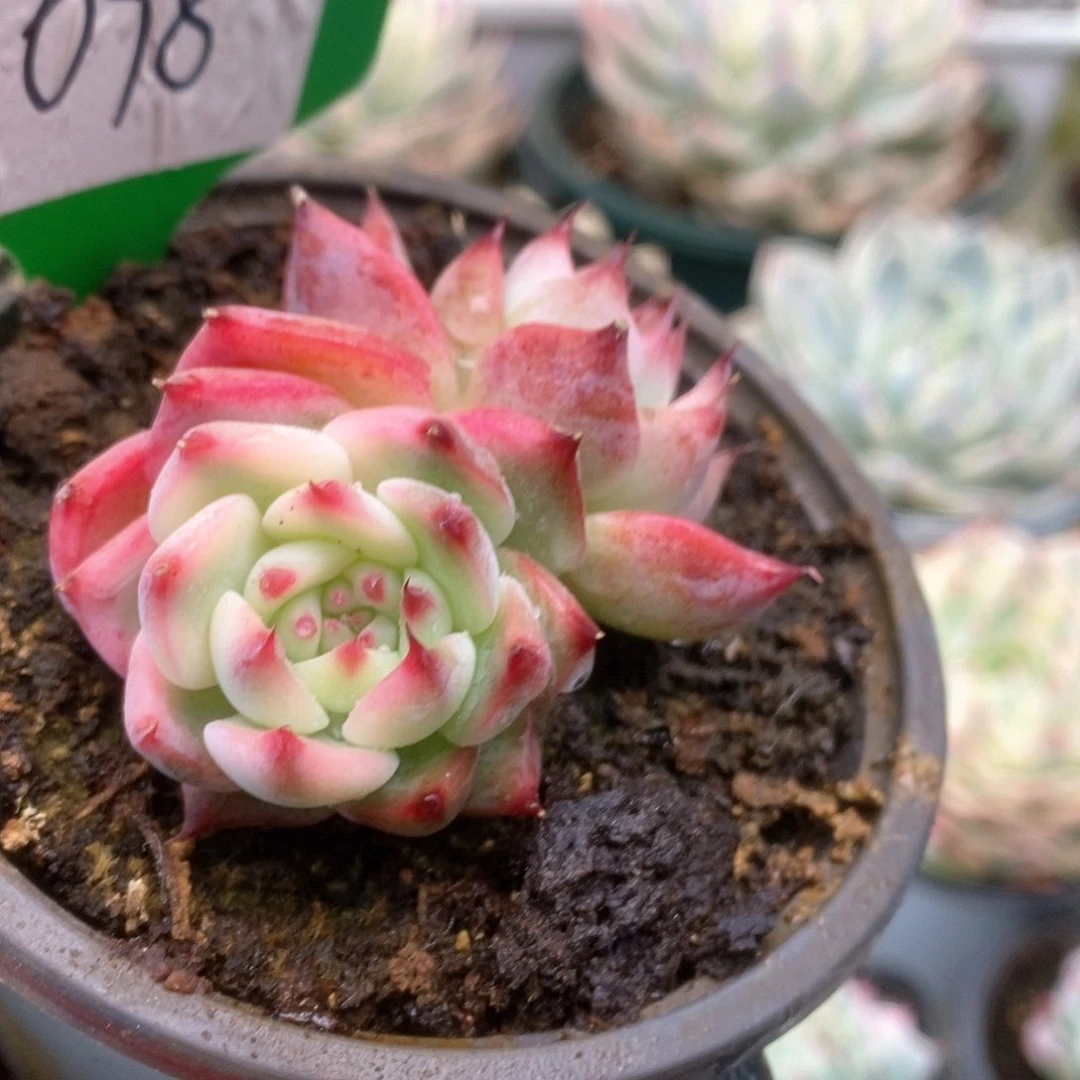 妮*134锦锦锦锦锦锦锦锦