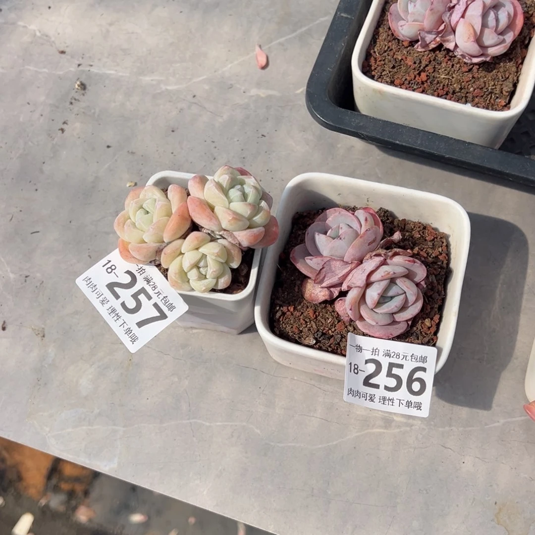 你****嘎布鲁蓝多肉多肉多肉多肉