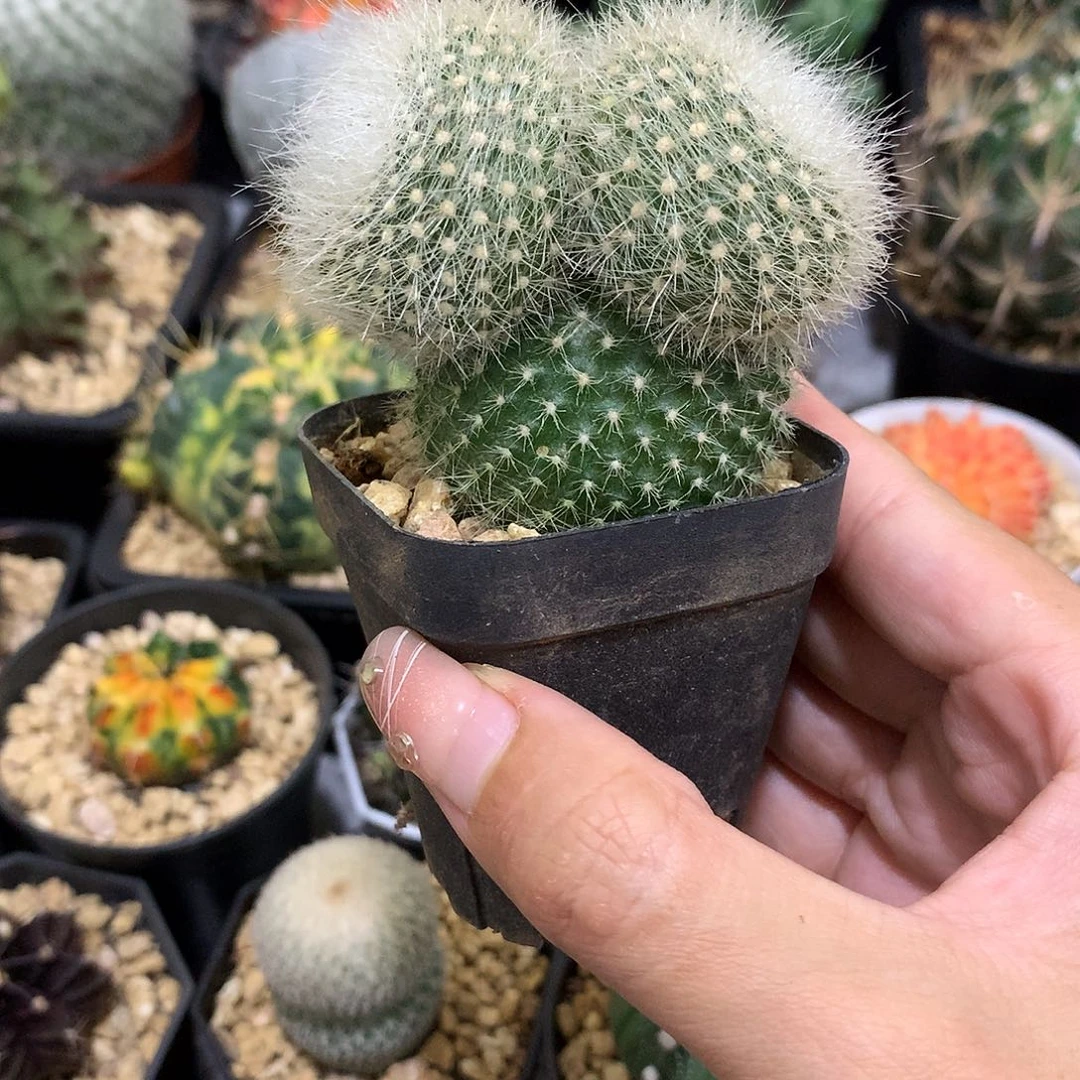 当前无花栽培后可以开花实生根白雪光米奇头