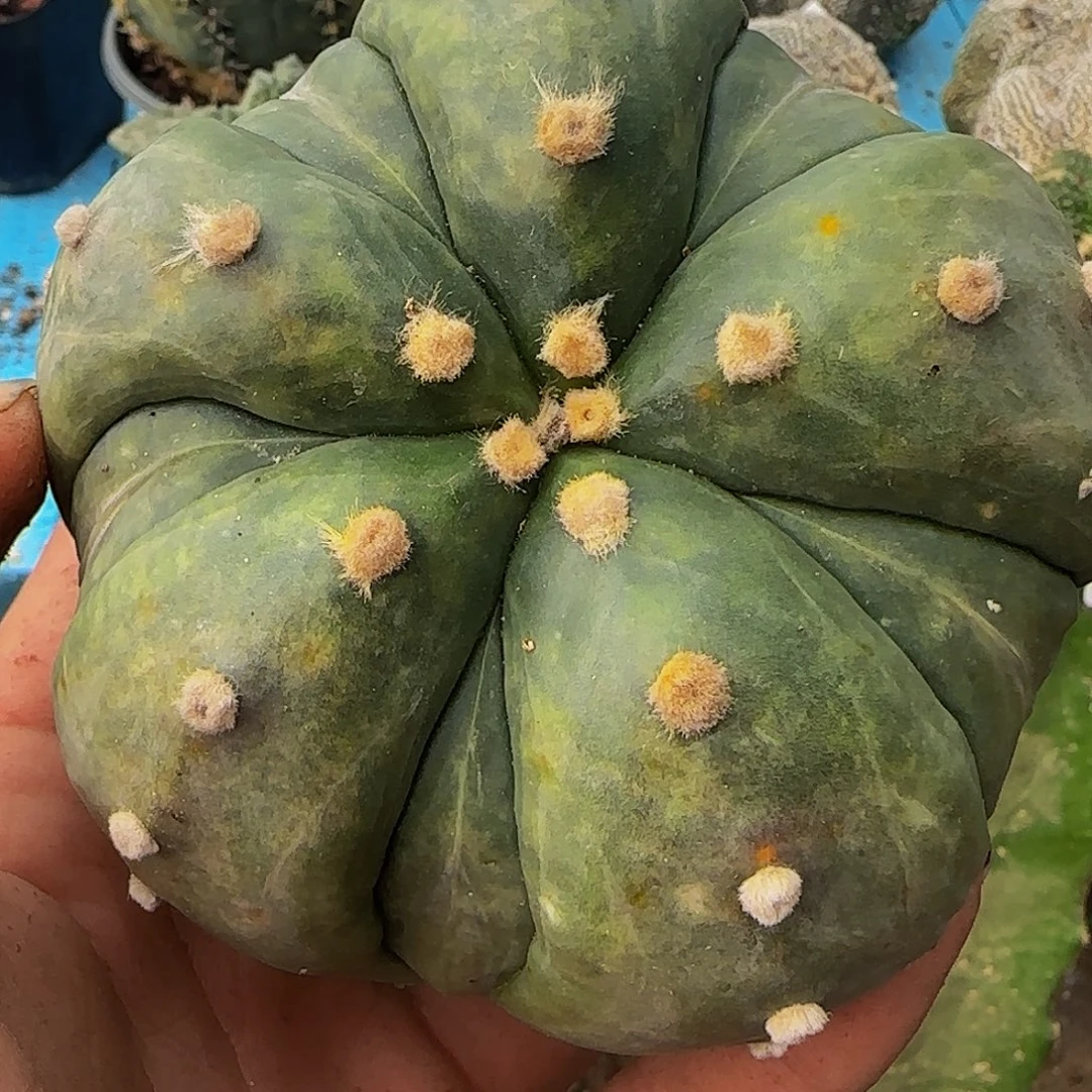 五瓣大尤复棱琉璃兜885