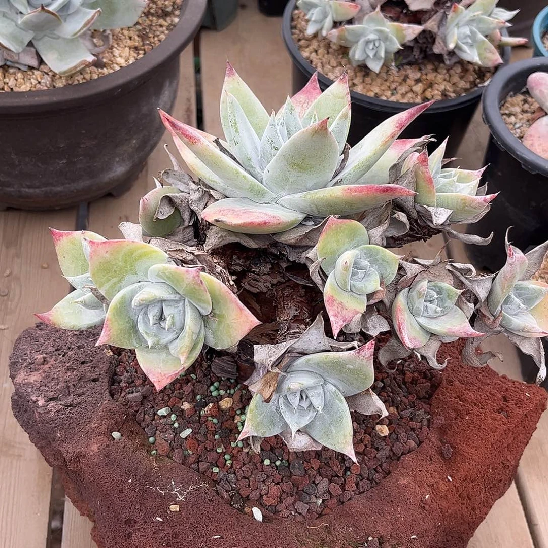 小鹿多肉一物一拍