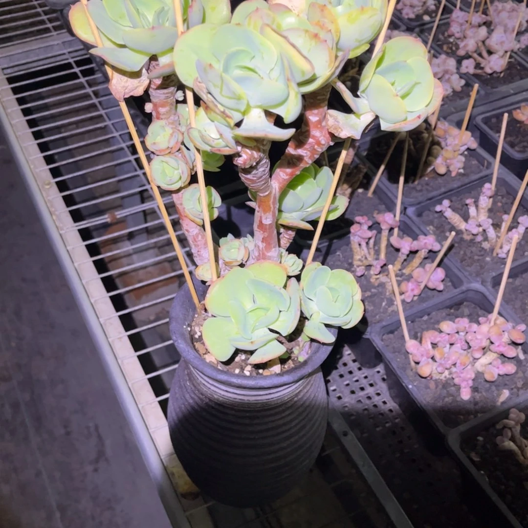 ?*红碧桃老桩一物一拍