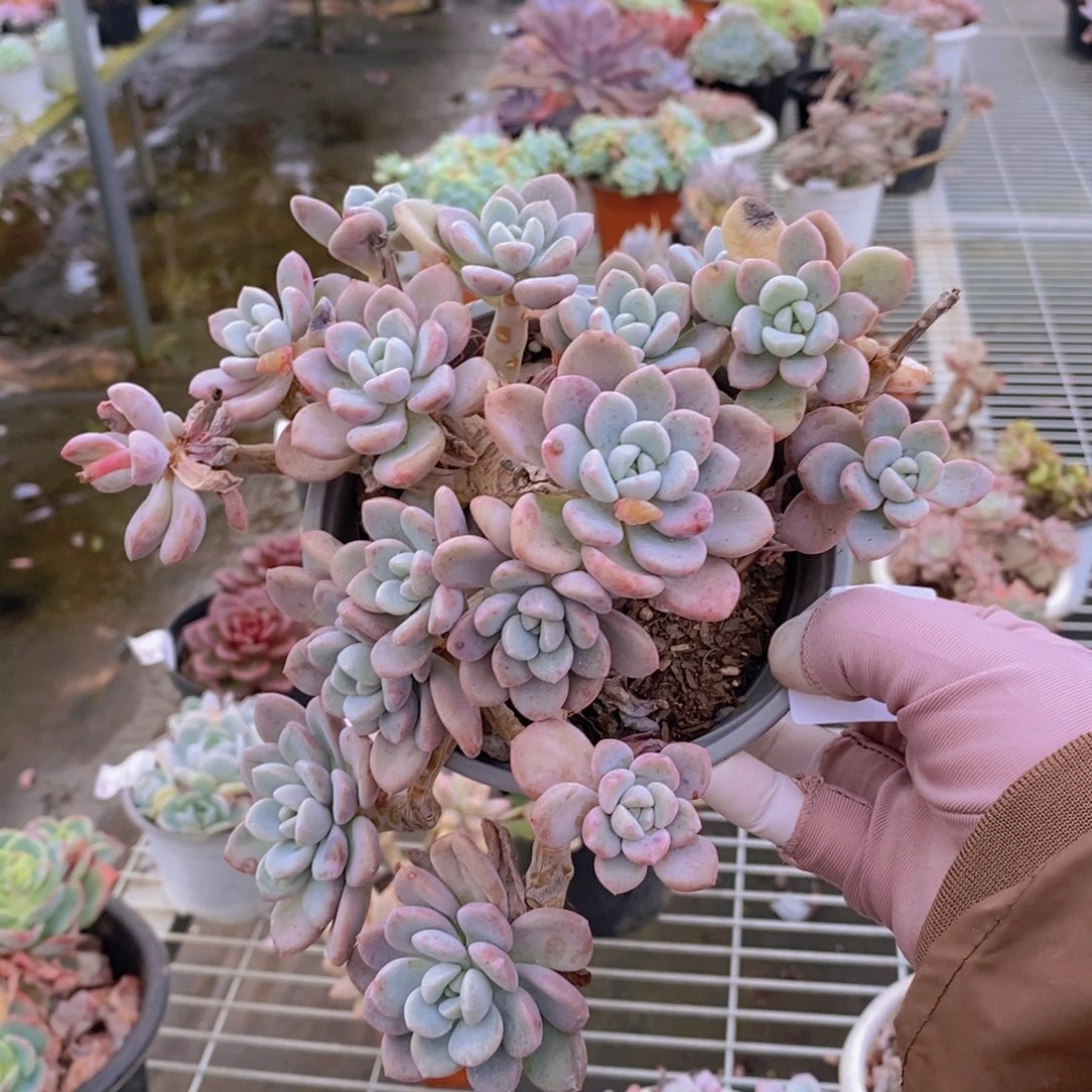 9711白鹭老桩一物一拍