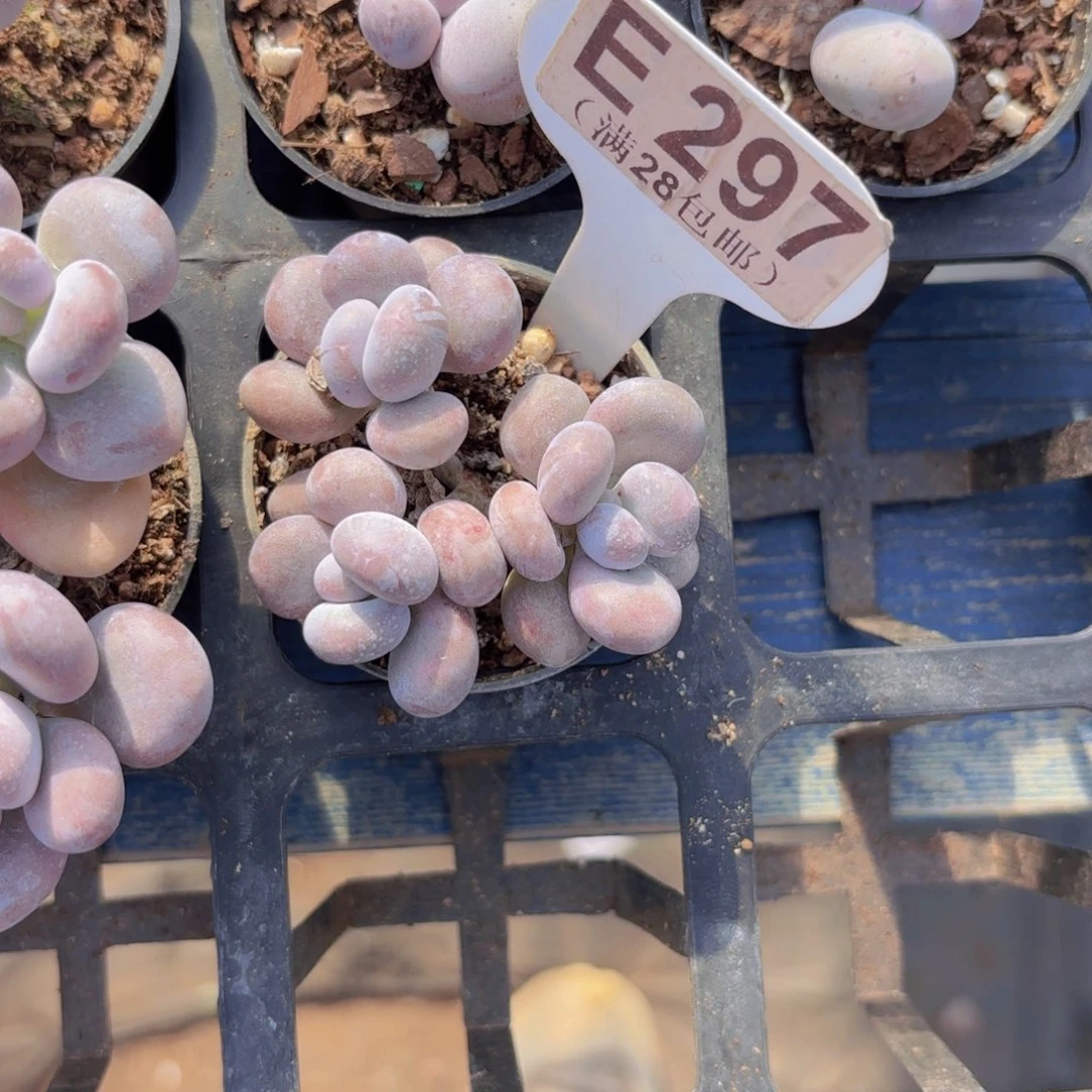 E207原始奶一物一拍