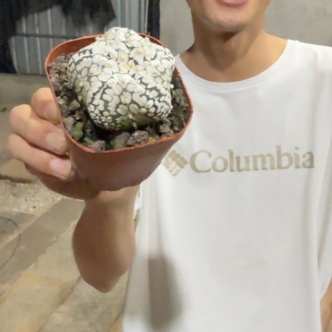 奇特造型浓白超兜