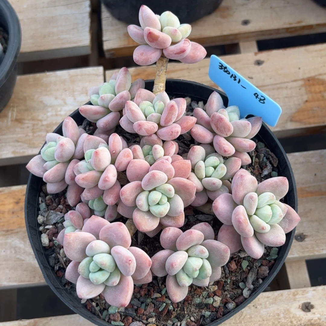 小*裙350131-48粉洛神