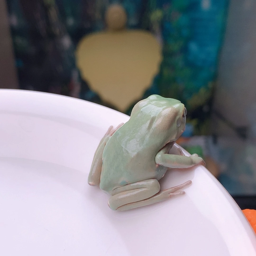 老爷树蛙奶油色浅皮蜡白猴