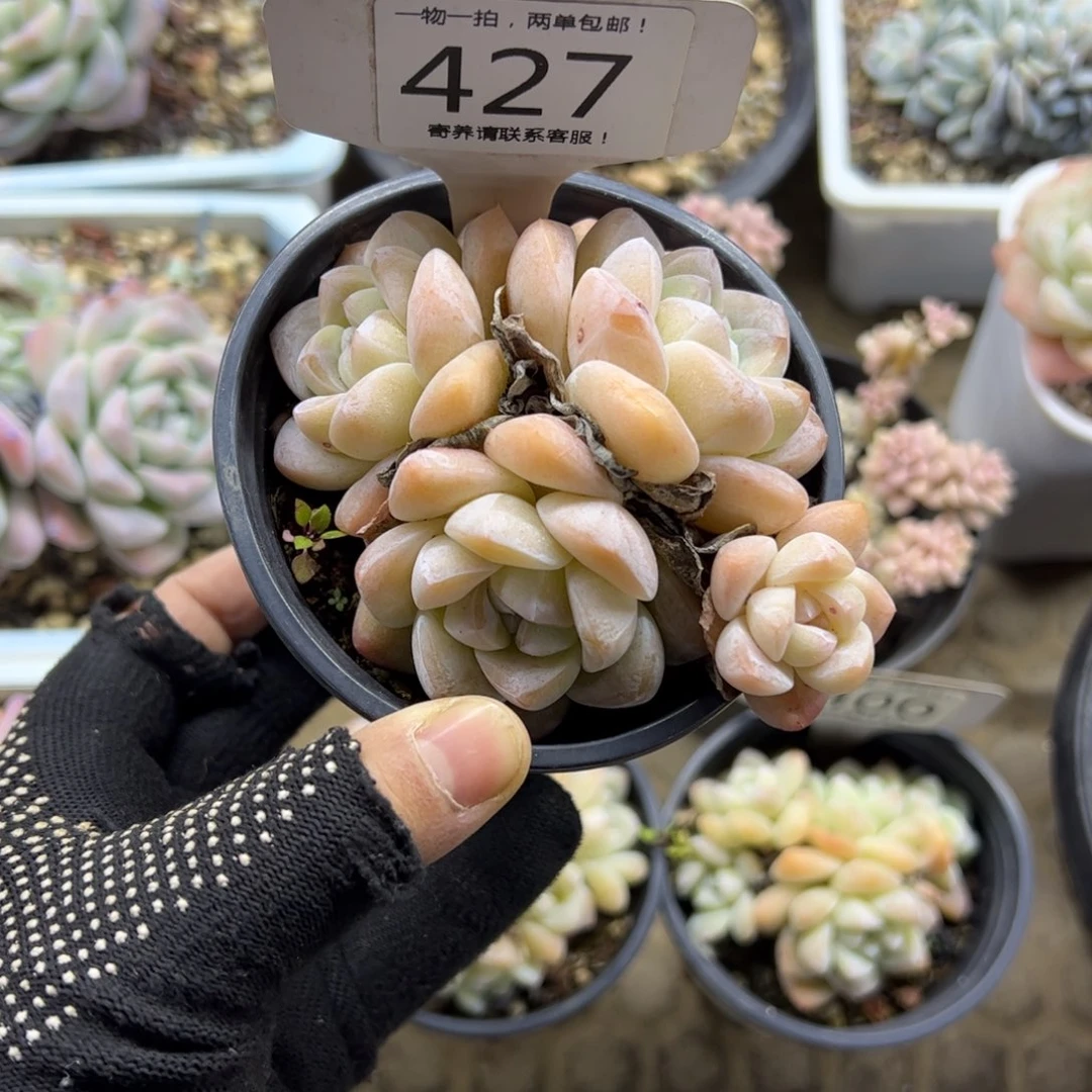 红陶427号多肉植物