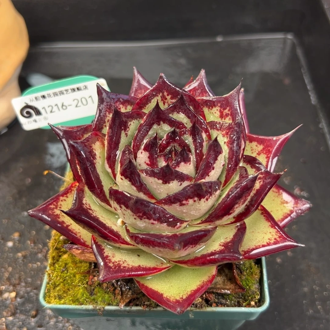 从前慢花园多肉编号1216-201