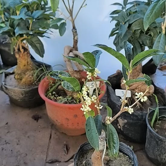 皮***毛完全开放四季桂花佛