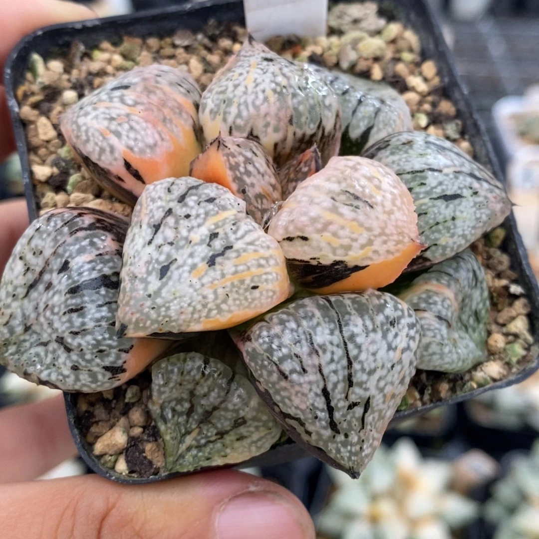 696号实生丸叶白银锦