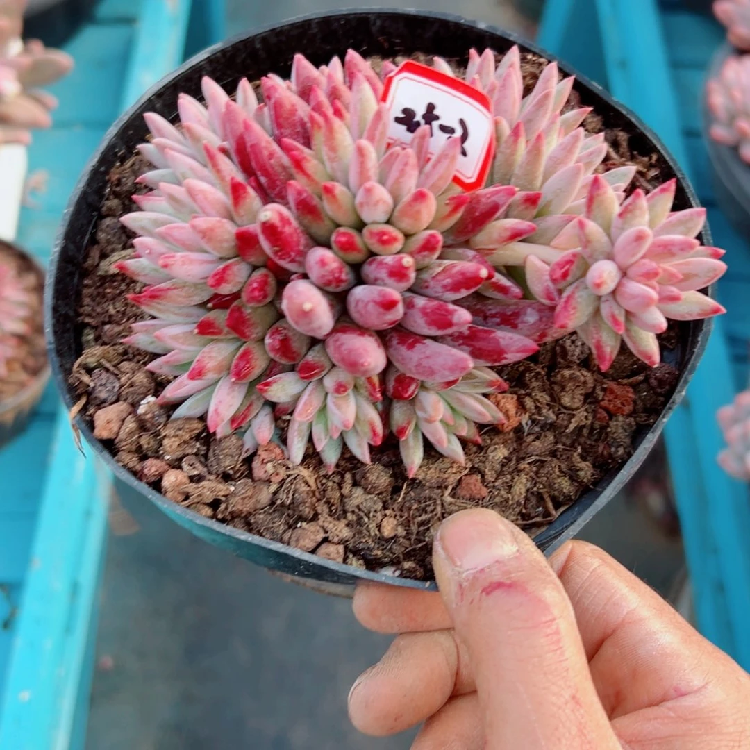 忆***Y精品多肉植物老桩
