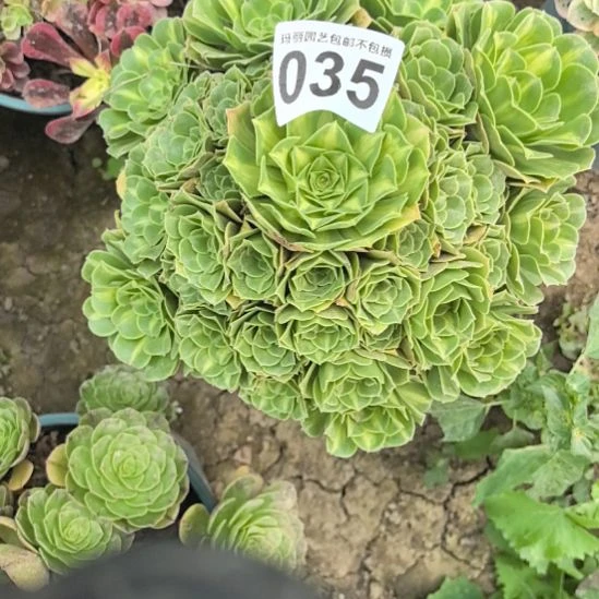 035翡翠琉璃法师3-20