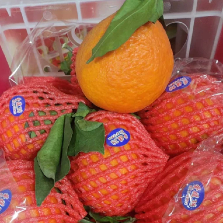 果冻橙 塑料筐 10斤左右