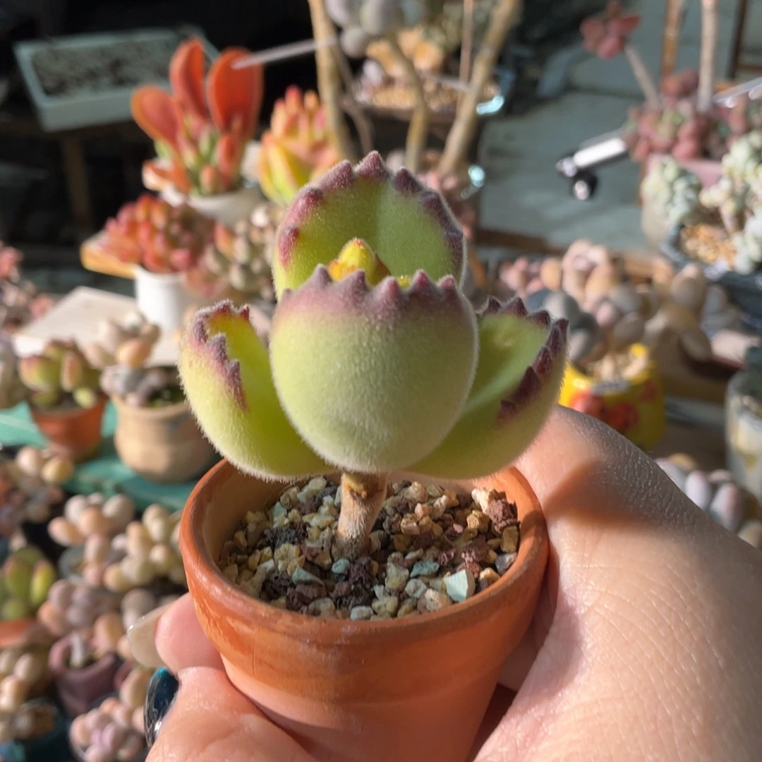 贾***悦多肉植物的生长发育和生长发育都