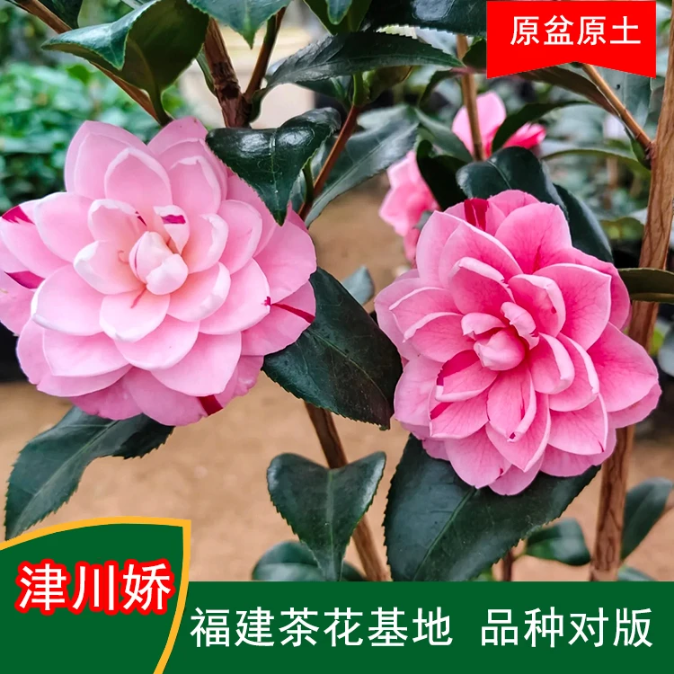 津川娇珍贵茶花鲜花山茶花品种客厅花卉阳台室内茶花带花苞绿植