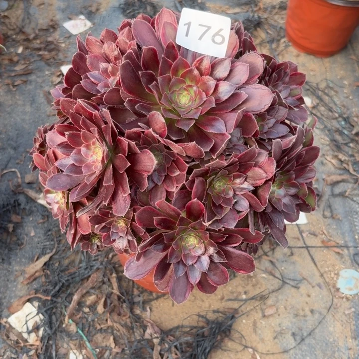 金丝缕多肉植物不包损176